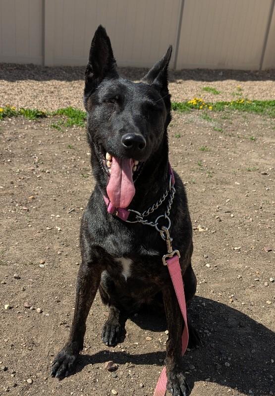 Karma, Adoptable, Adult Female Dutch Shepherd.