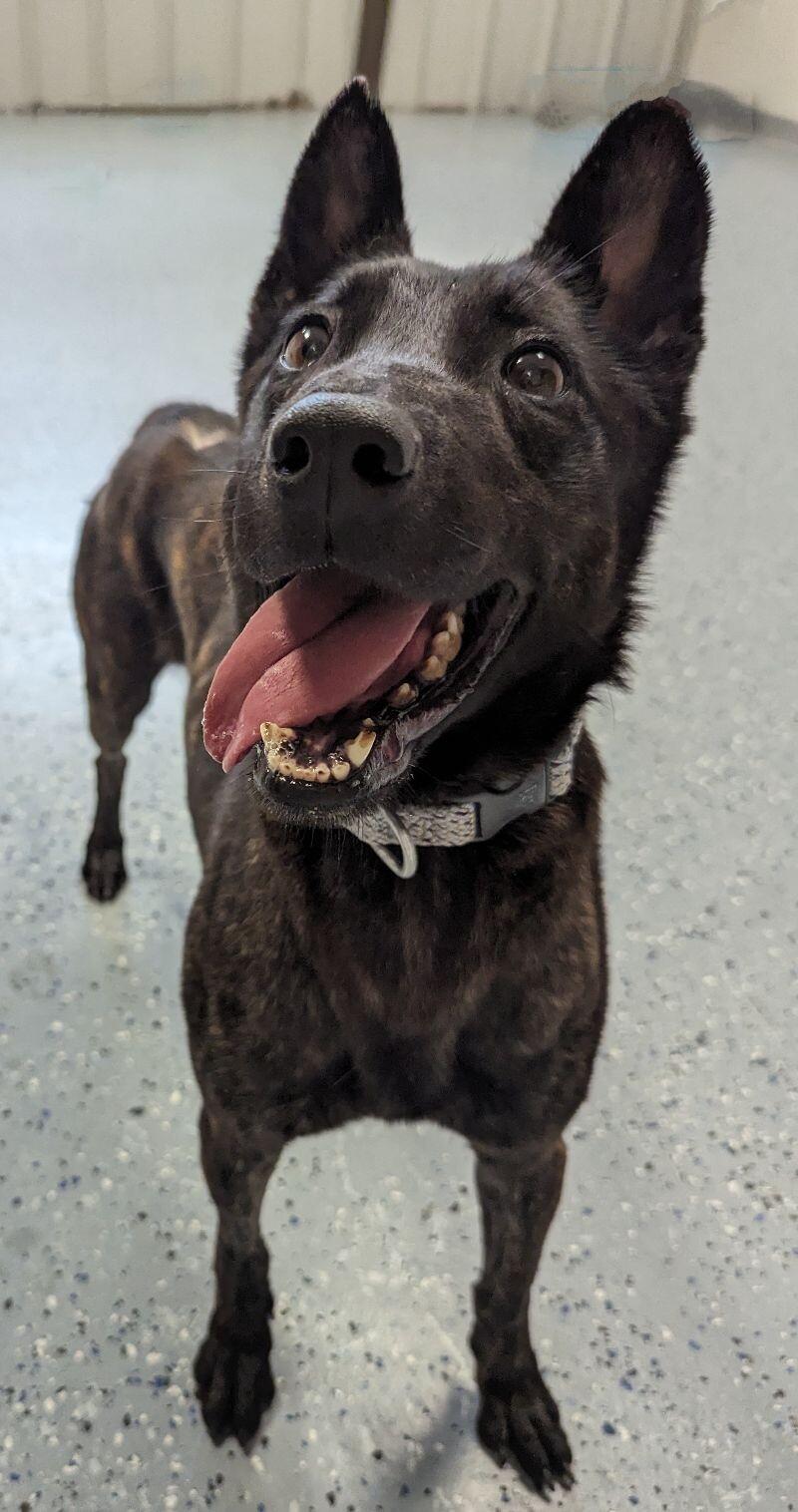 Karma, Adoptable, Adult Female Dutch Shepherd.