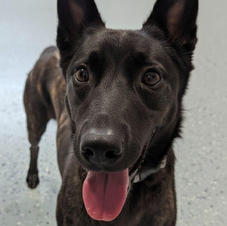 Enlarge Karma, a Adoptable Dutch Shepherd in Yankton, SD image 3/6
