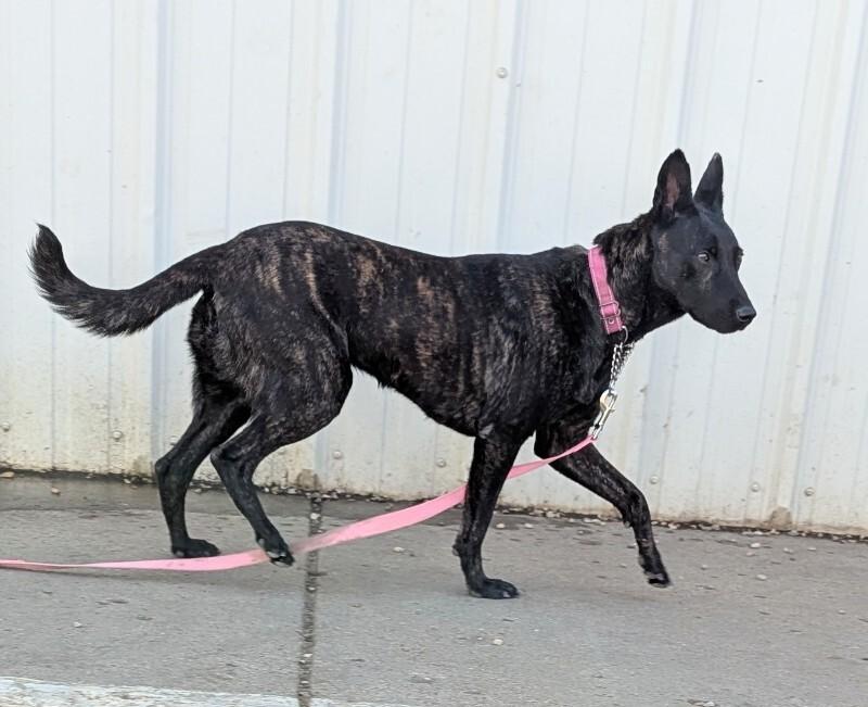Enlarge Karma, a Adoptable Dutch Shepherd in Yankton, SD image 5/6
