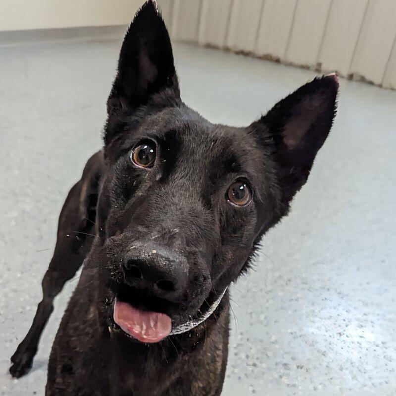 Enlarge Karma, a Adoptable Dutch Shepherd in Yankton, SD image 5/6