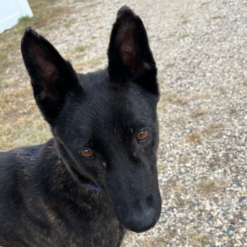 Enlarge Karma, a Adoptable Dutch Shepherd in Yankton, SD image 6/6