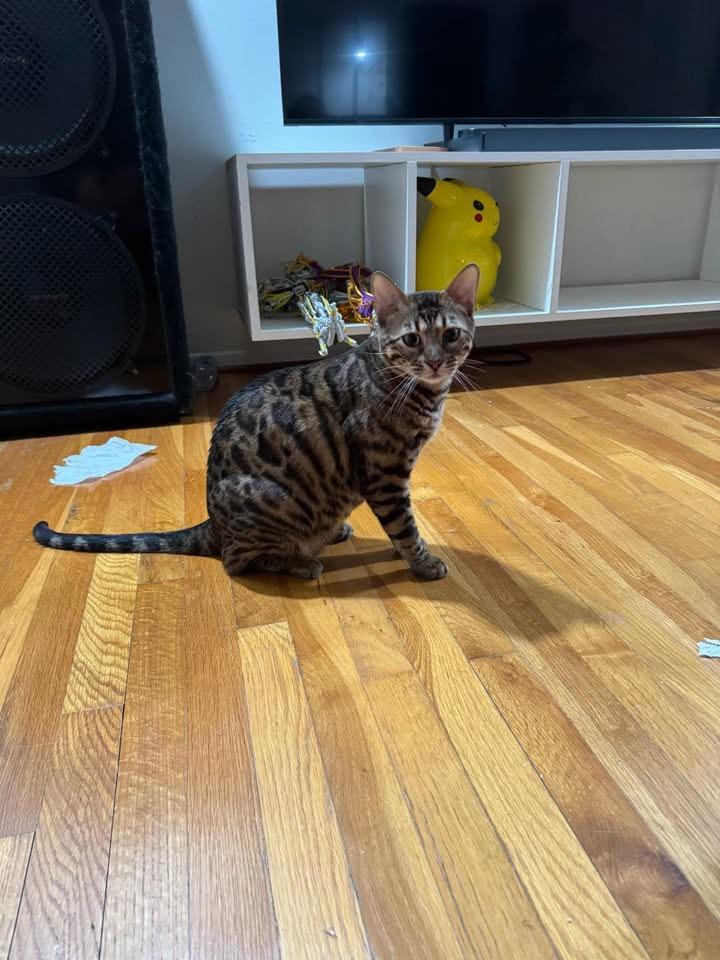 Azar - MI, ADOPTABLE, Young Male Bengal.