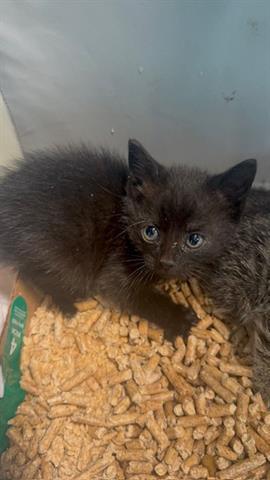 Enlarge QUINN, a Adoptable Domestic Medium Hair in San Martin, CA image 1/1