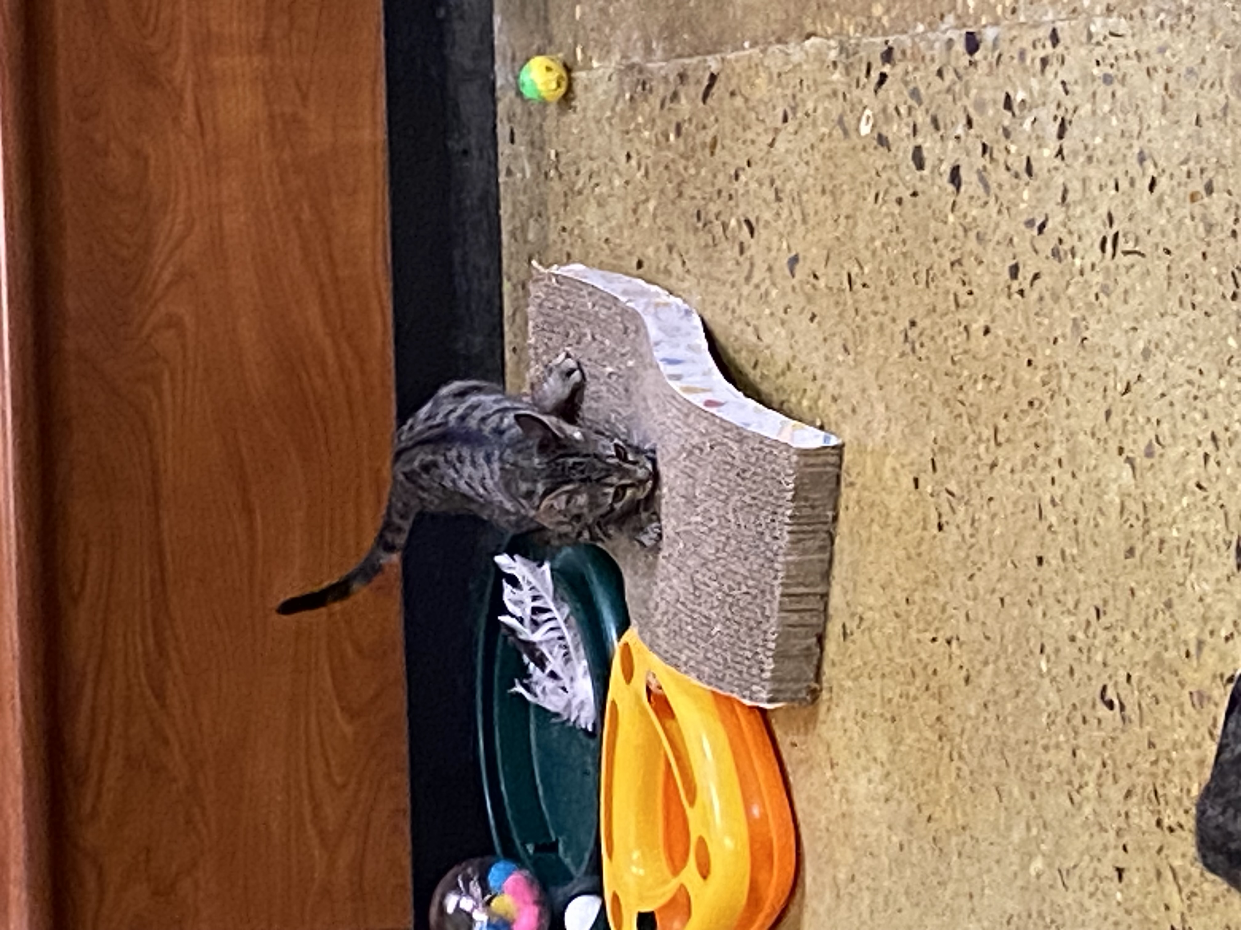 Enlarge Pixie, a Adopted Tabby in Beaumont, TX image 1/4