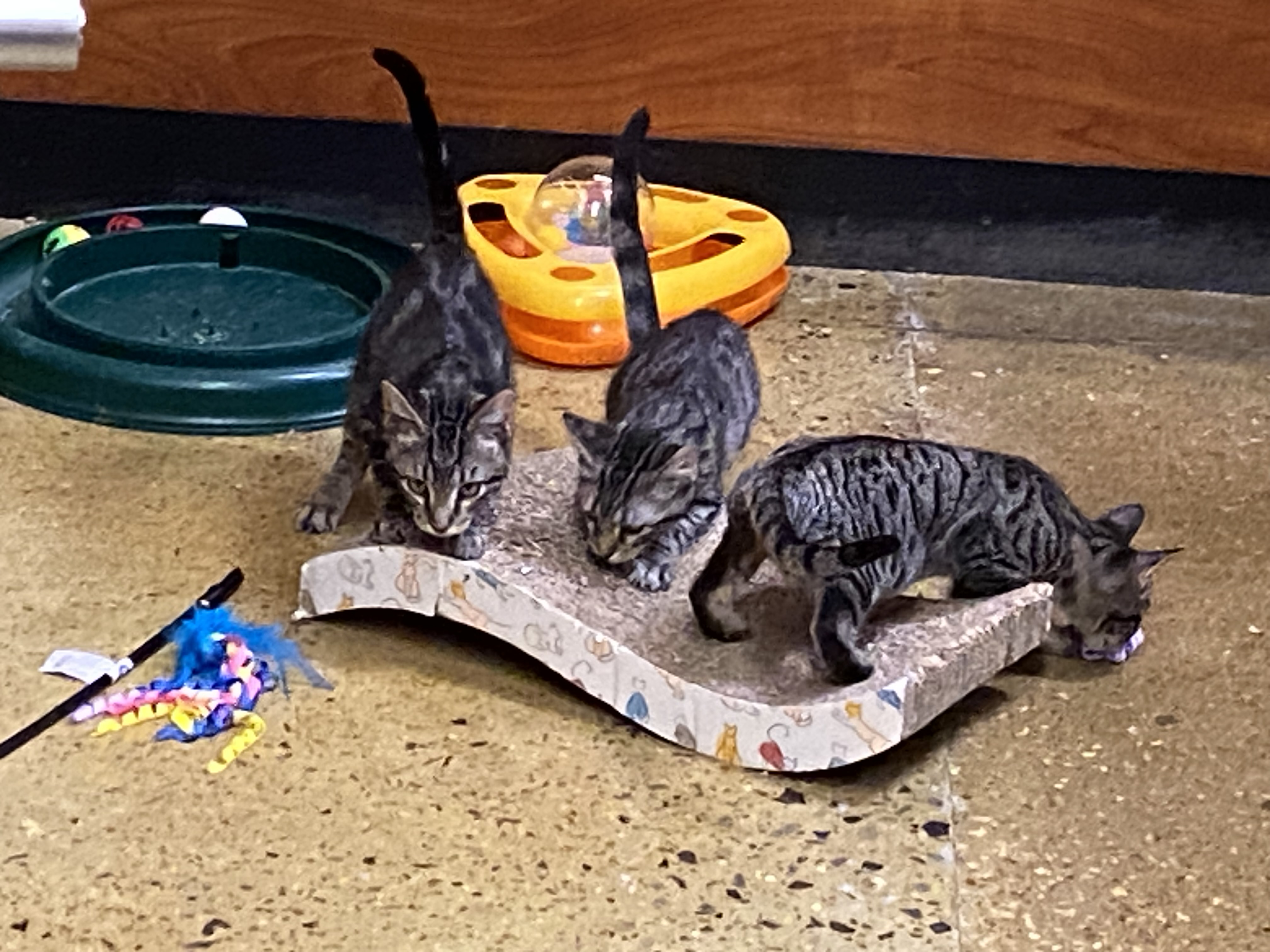 Enlarge Pixie, a Adopted Tabby in Beaumont, TX image 2/4