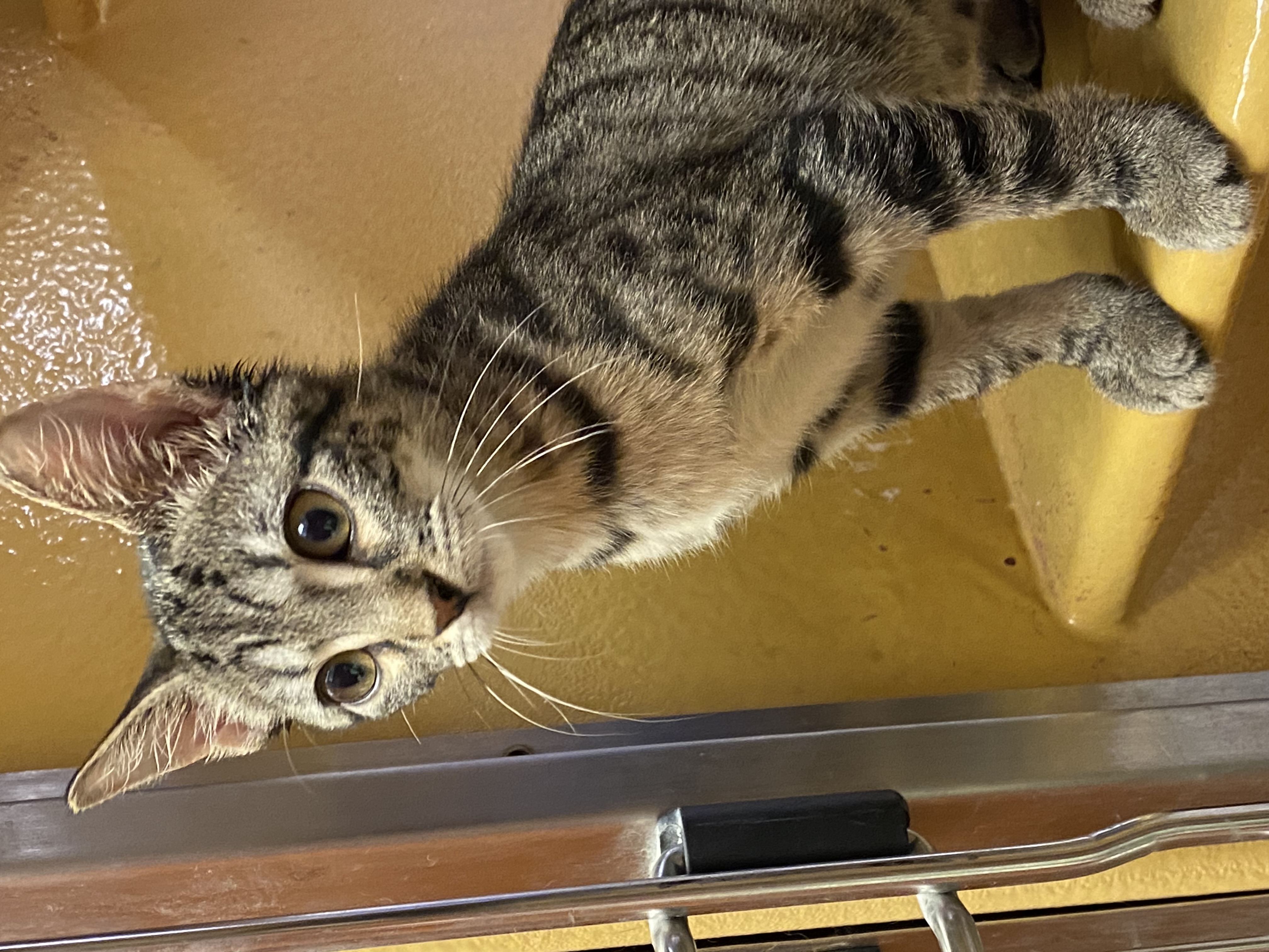 Enlarge Pixie, a Adopted Tabby in Beaumont, TX image 3/4