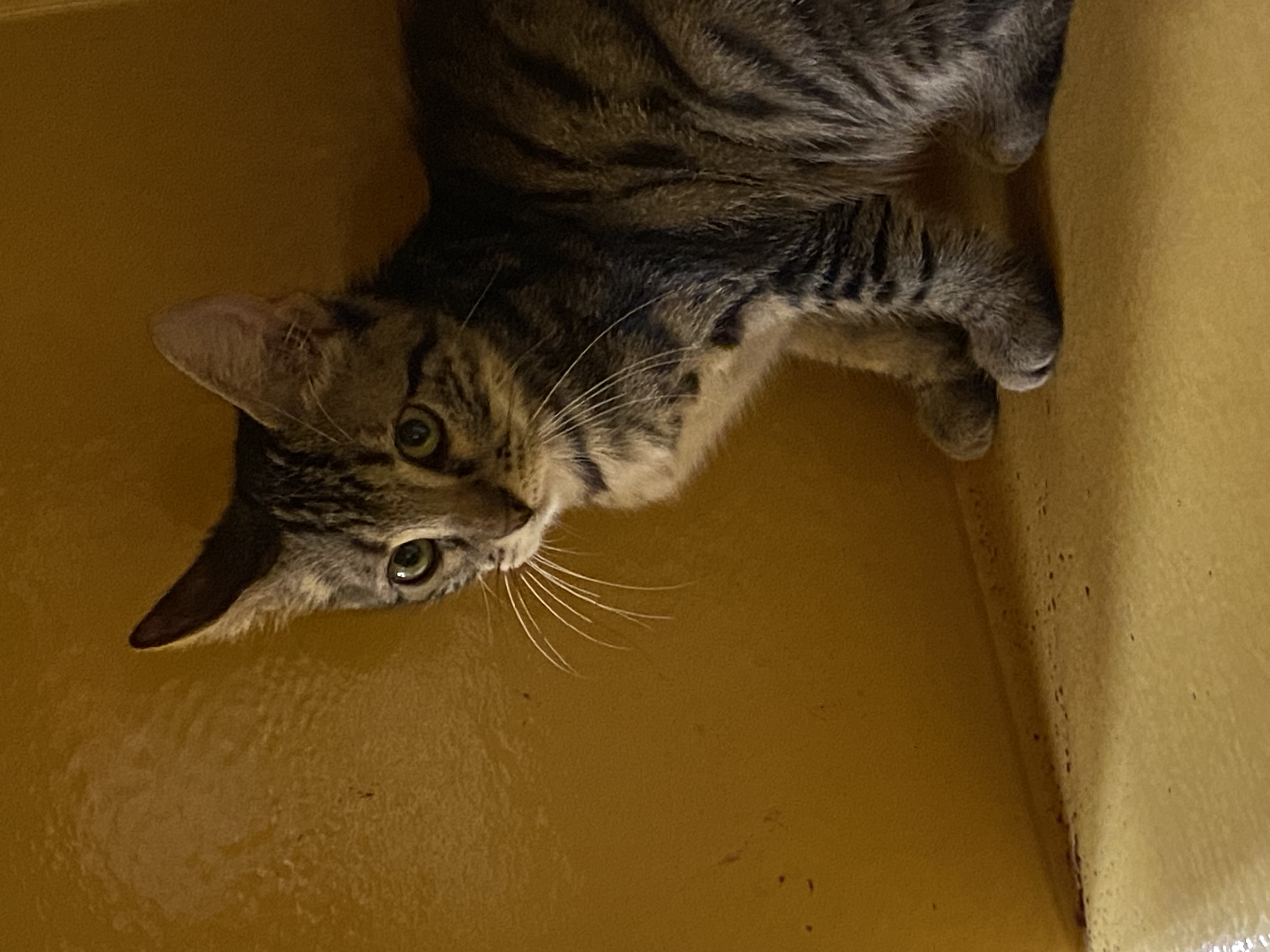 Enlarge Pixie, a Adopted Tabby in Beaumont, TX image 4/4