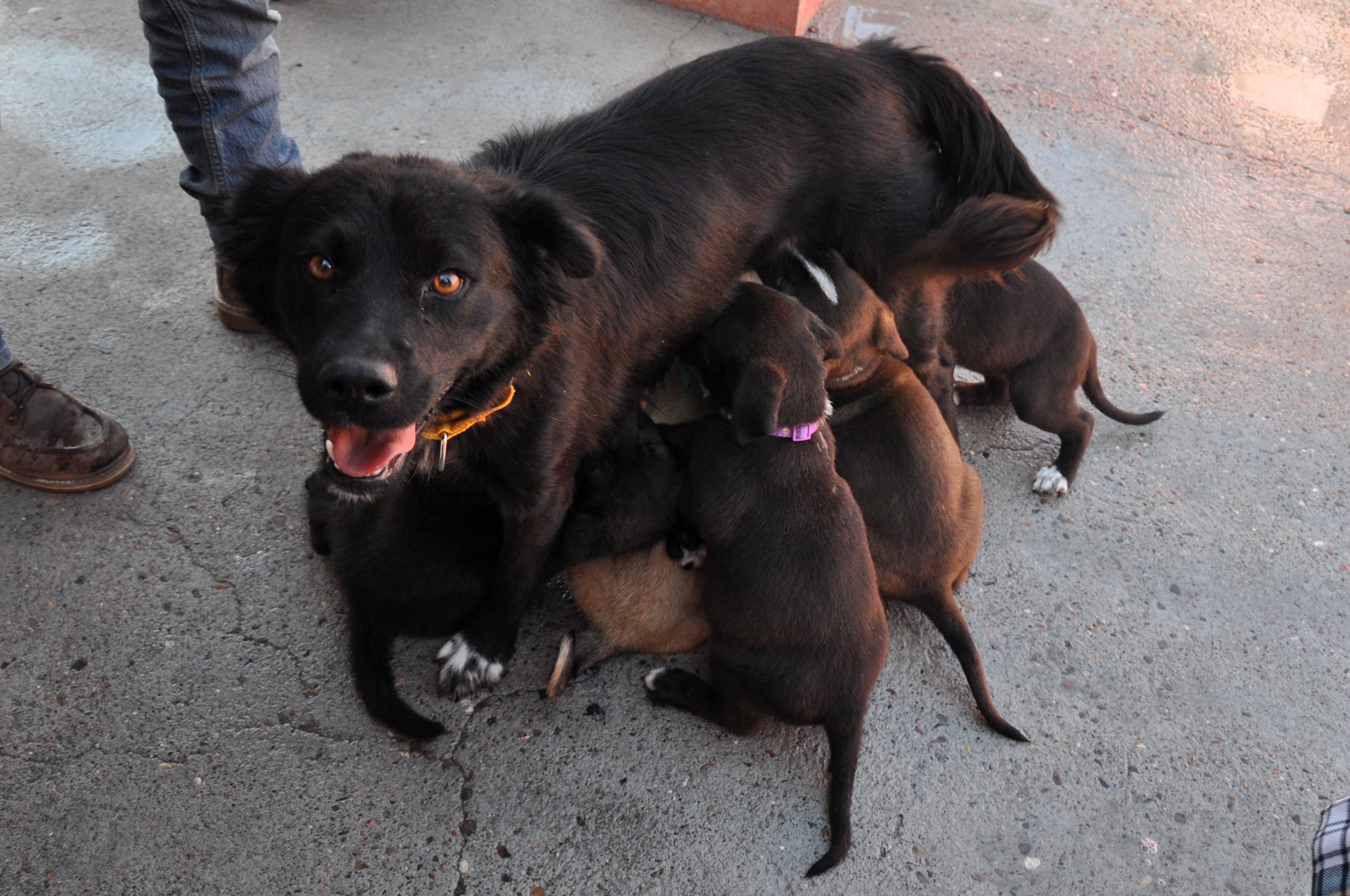 Enlarge Ozzy, a Adopted mixed breed in Austin, TX image 5/5