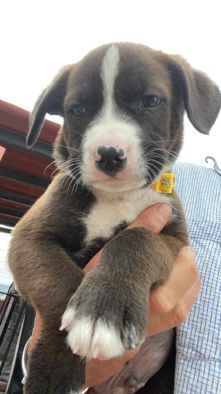 Enlarge Ozzy, a Adopted mixed breed in Austin, TX image 4/5