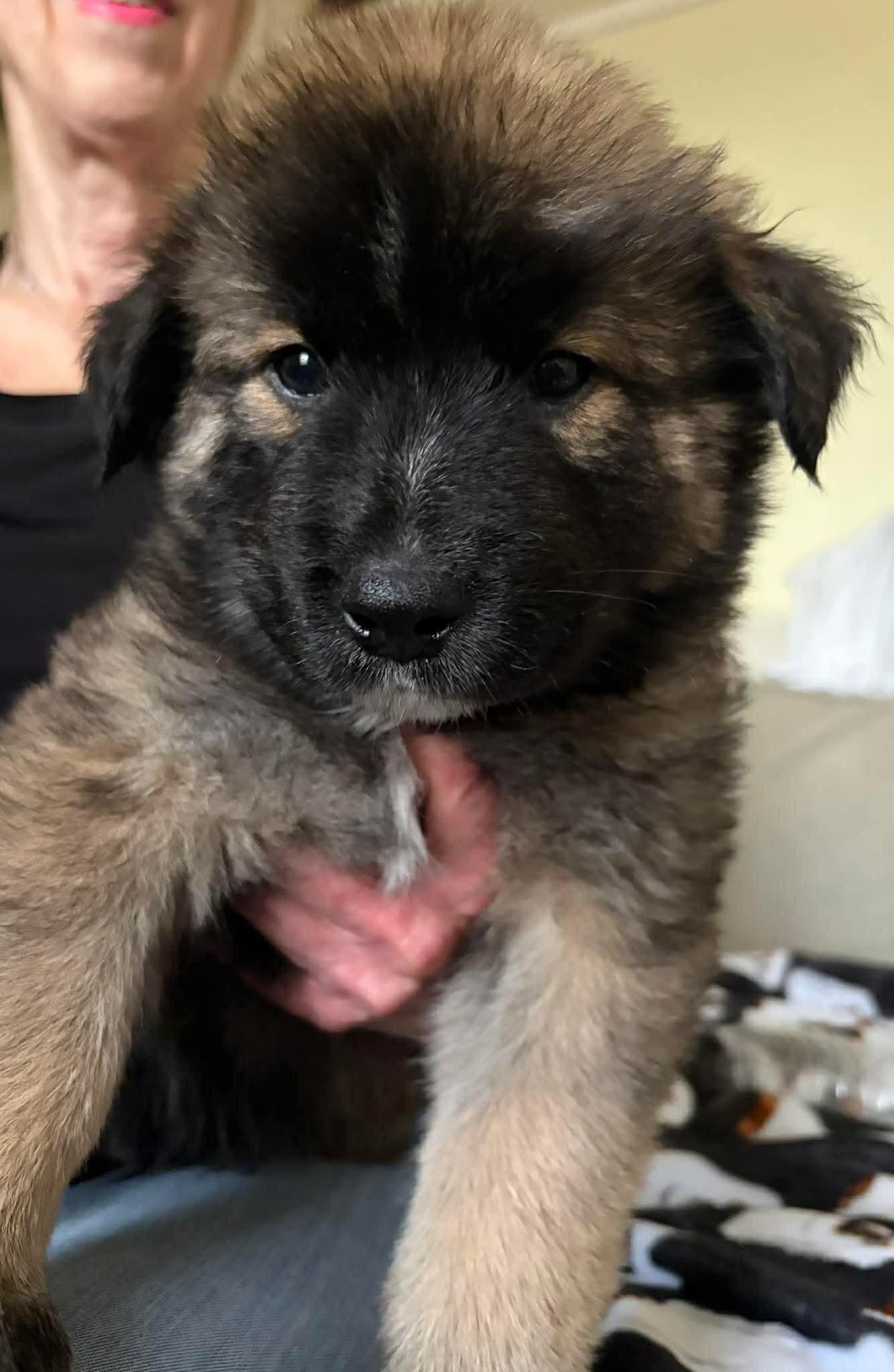 Enlarge Mike, a ADOPTABLE mixed breed in Blue Bell, PA image 6/6