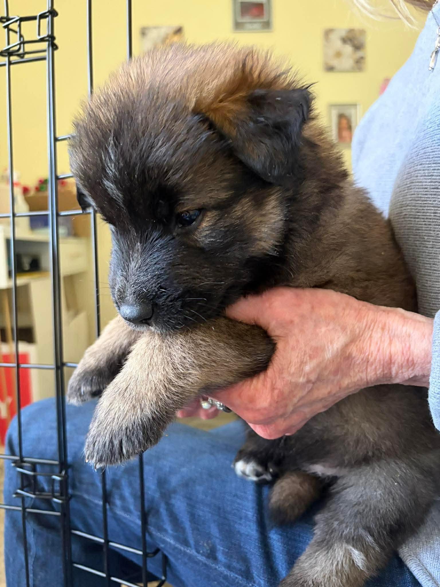 Enlarge Mike, a ADOPTABLE mixed breed in Blue Bell, PA image 5/6