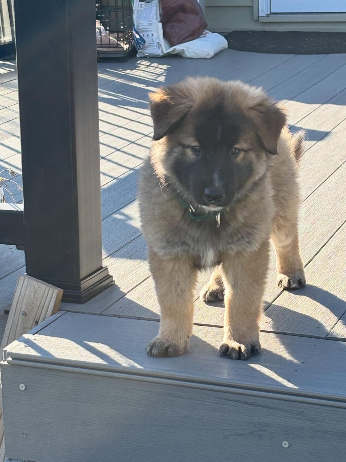 Mike, ADOPTABLE, Puppy Male Shepherd & Corgi.