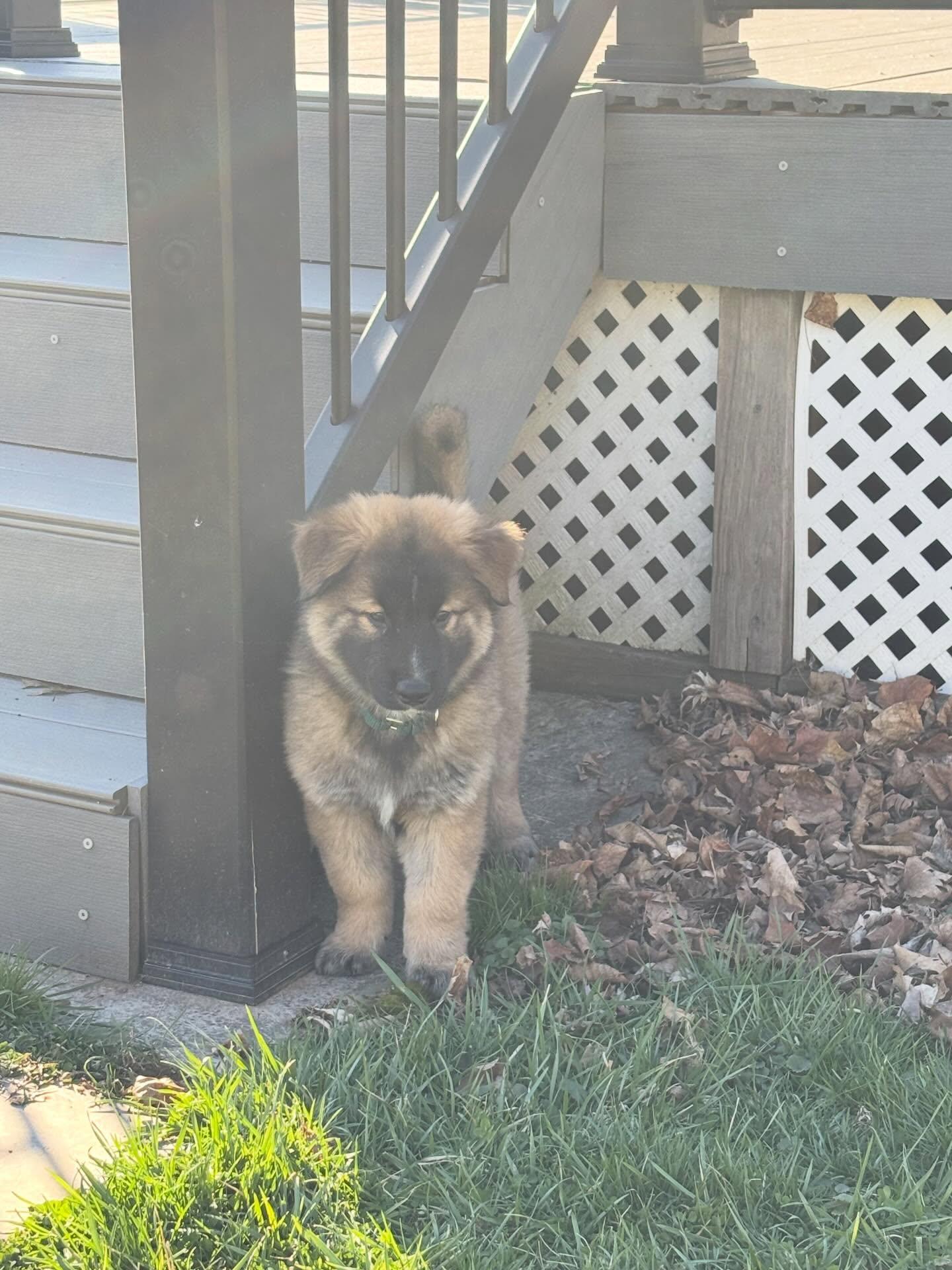 Enlarge Mike, a ADOPTABLE mixed breed in Blue Bell, PA image 3/6