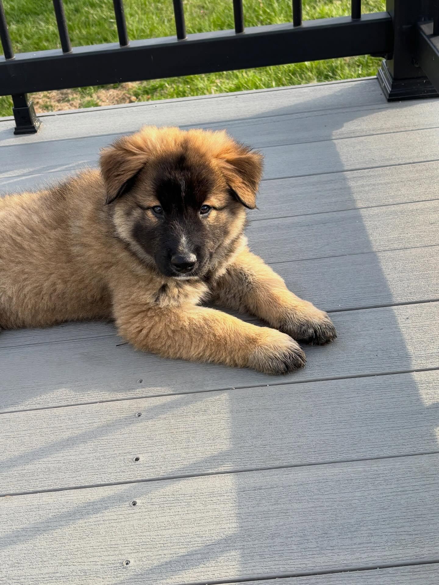 Enlarge Mike, a ADOPTABLE mixed breed in Blue Bell, PA image 2/6