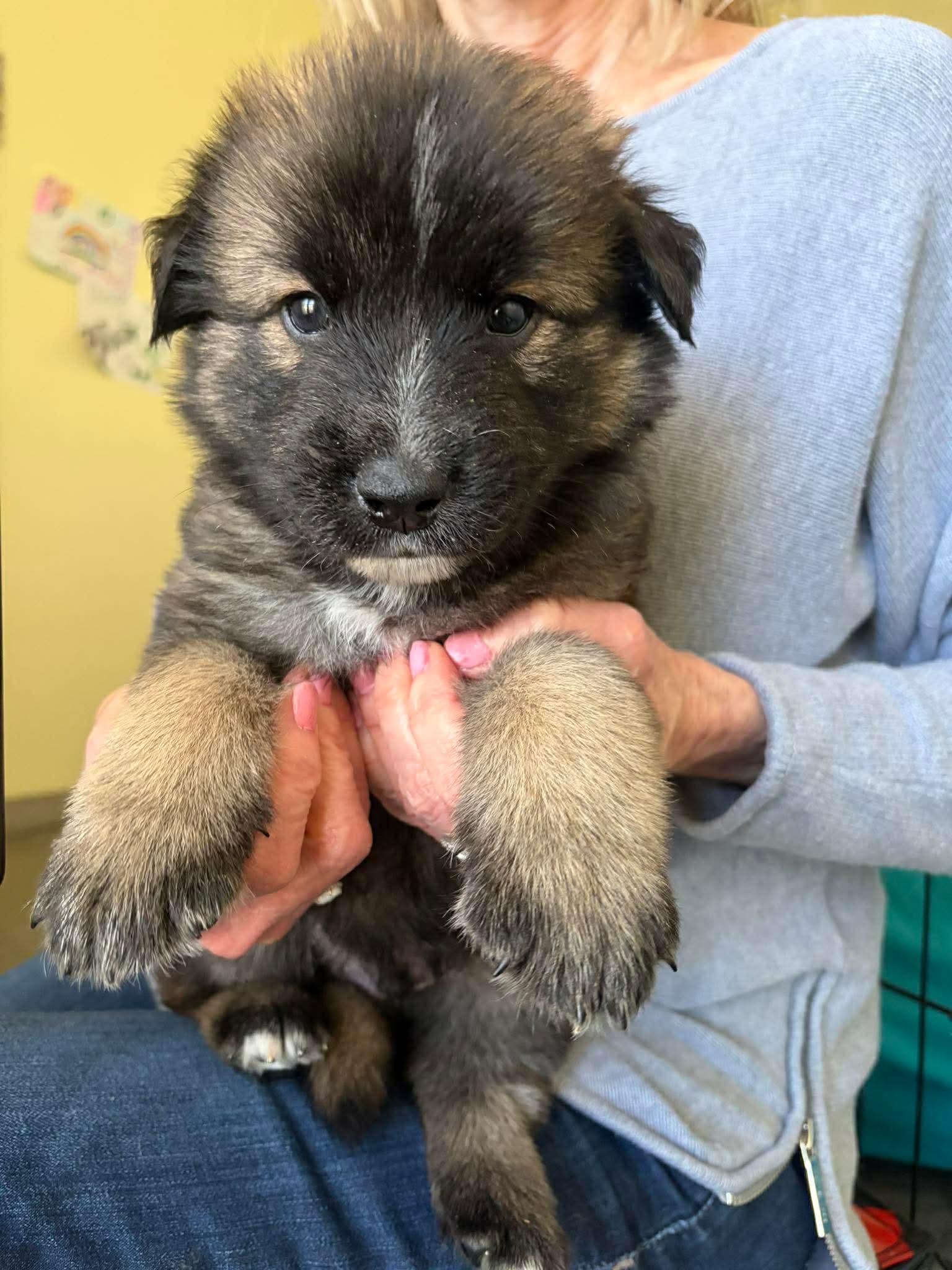 Enlarge Mike, a ADOPTABLE mixed breed in Blue Bell, PA image 4/6
