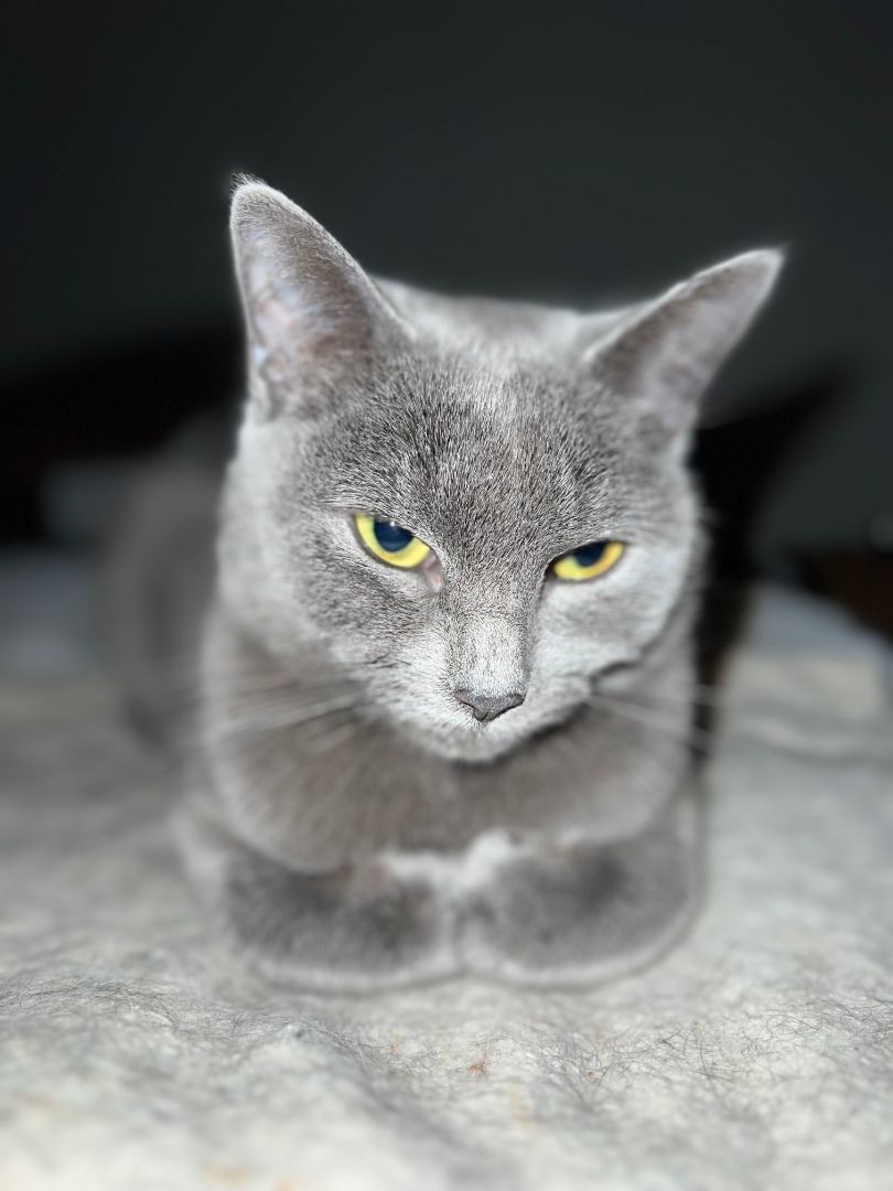 Monkey, Adopted, Young Female Russian Blue & Domestic Short Hair.
