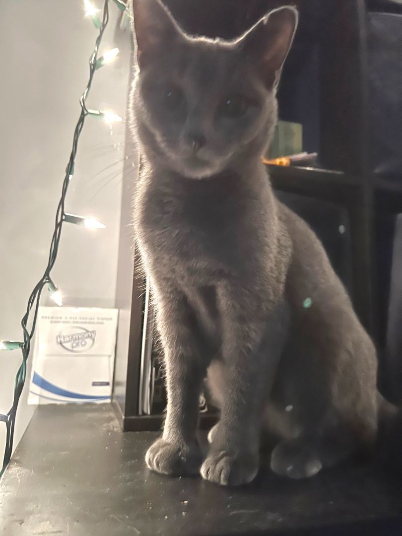 Monkey, a Adopted mixed breed in New York, NY image 3/4