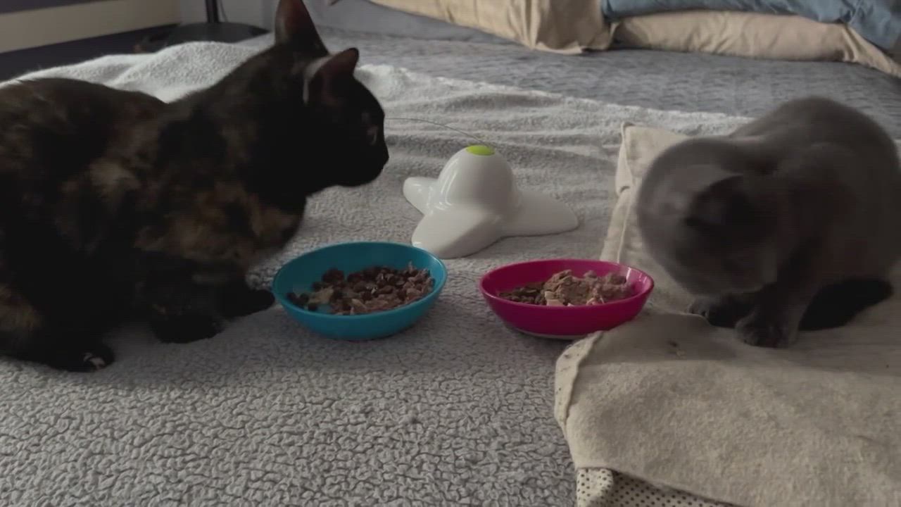 Enlarge Monkey, a Adopted mixed breed in New York, NY video 4/4