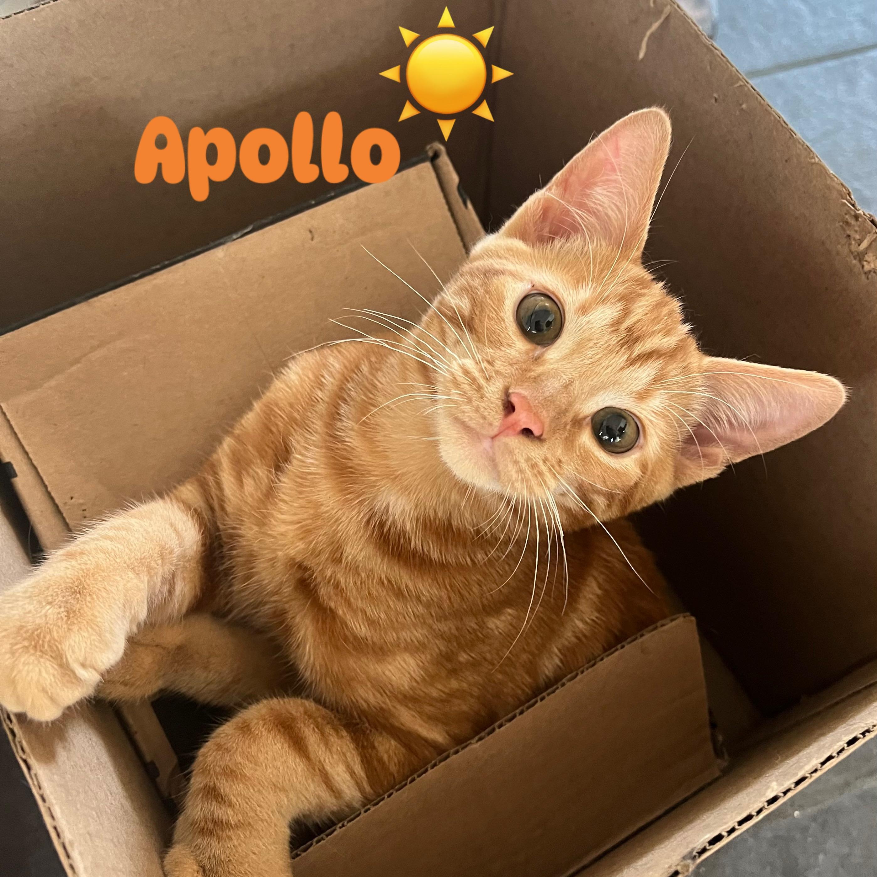 Apollo