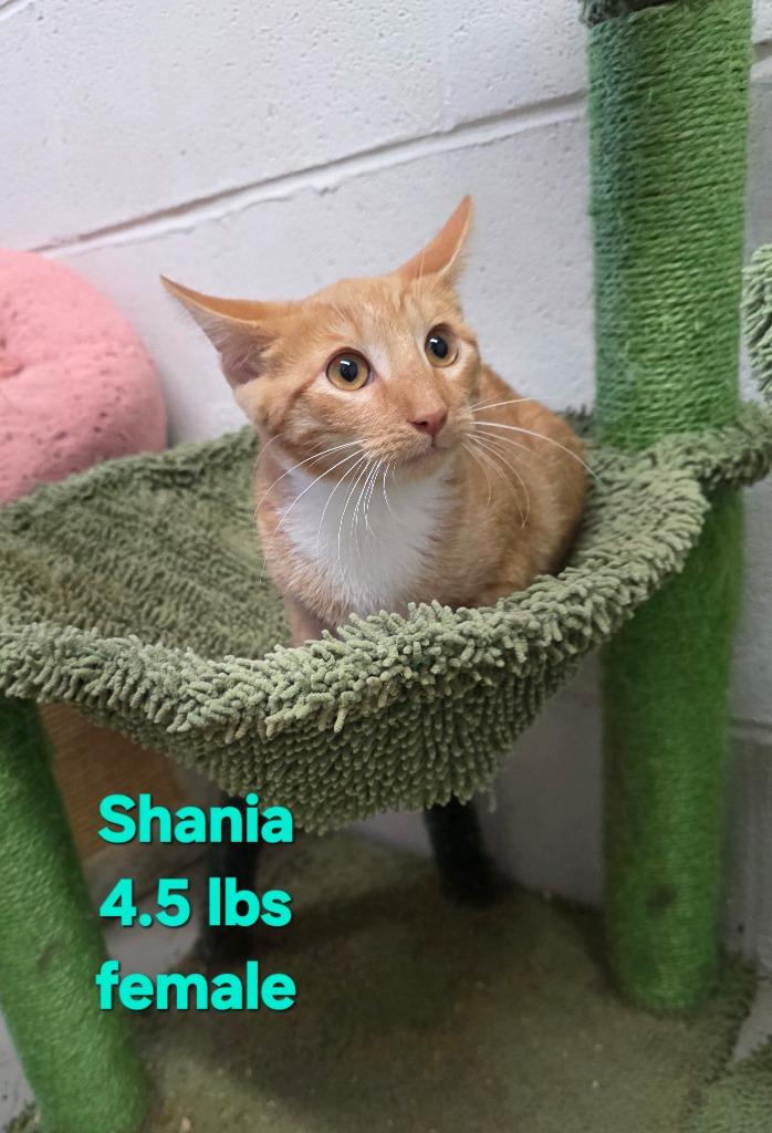 Shania, Adoptable, Kitten Female Domestic Short Hair.