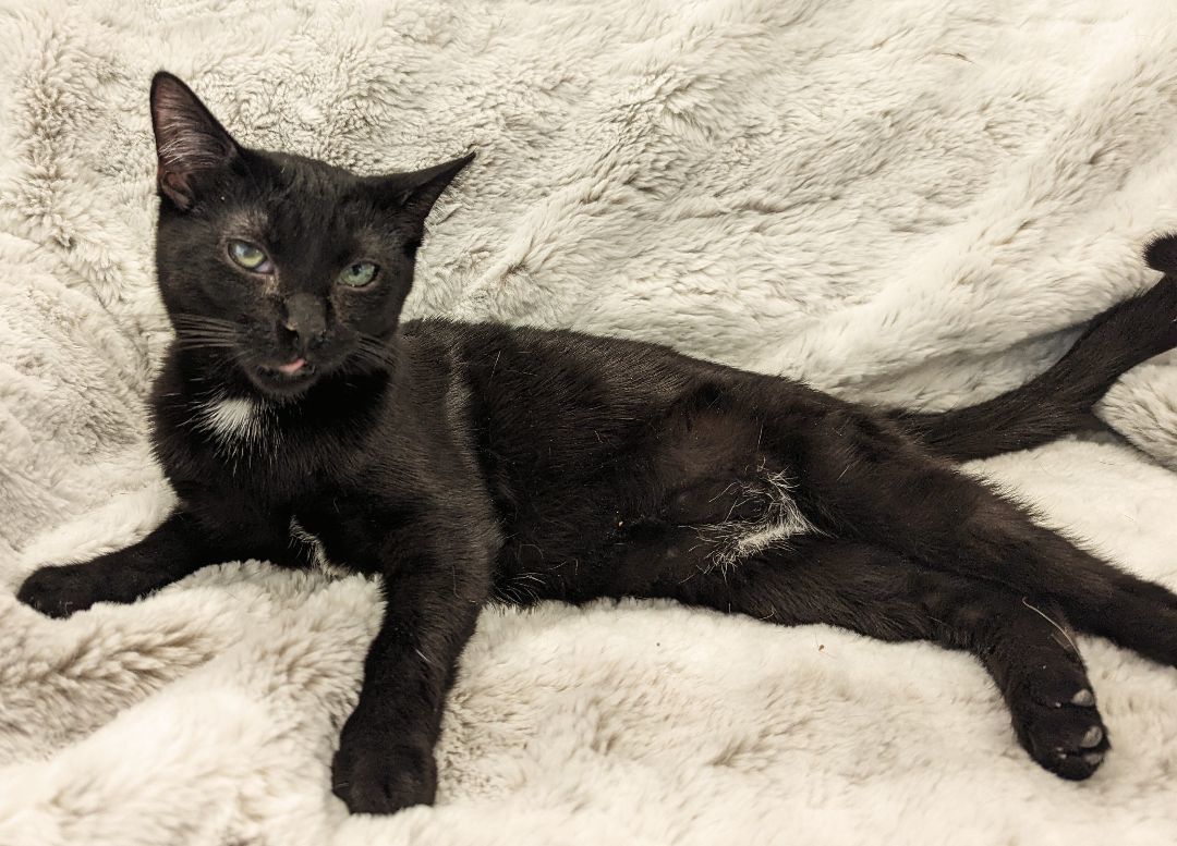 Clairabelle, a Adoptable Domestic Short Hair in Toledo, OH image 1/2