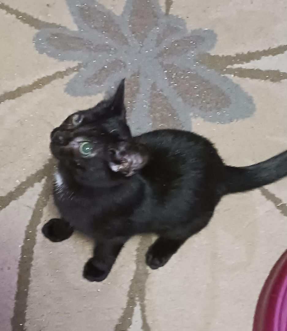 Clairabelle, a Adoptable Domestic Short Hair in Toledo, OH image 2/2