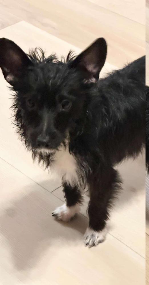 Killian, ADOPTABLE, Young Male Yorkie Poo.