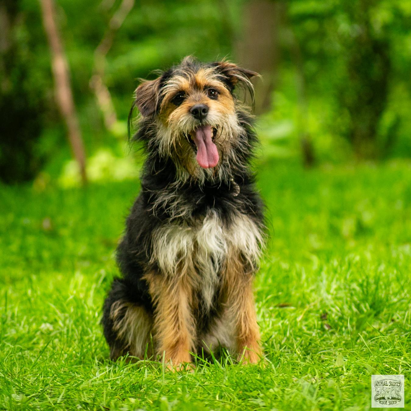 PJ Miniature Schnauzer Dog