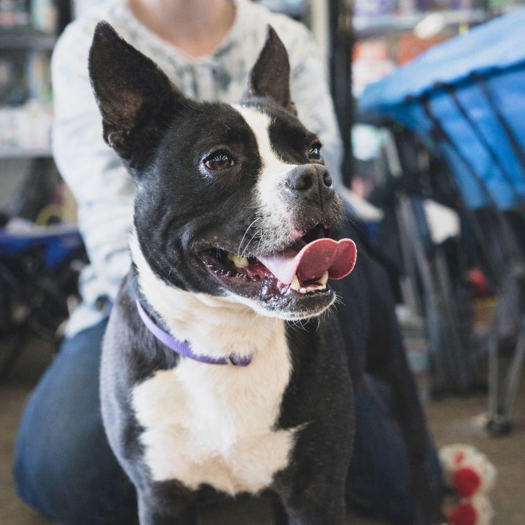 Enlarge BUDDY, a Adoptable Mixed Breed in Plain City, OH image 1/6