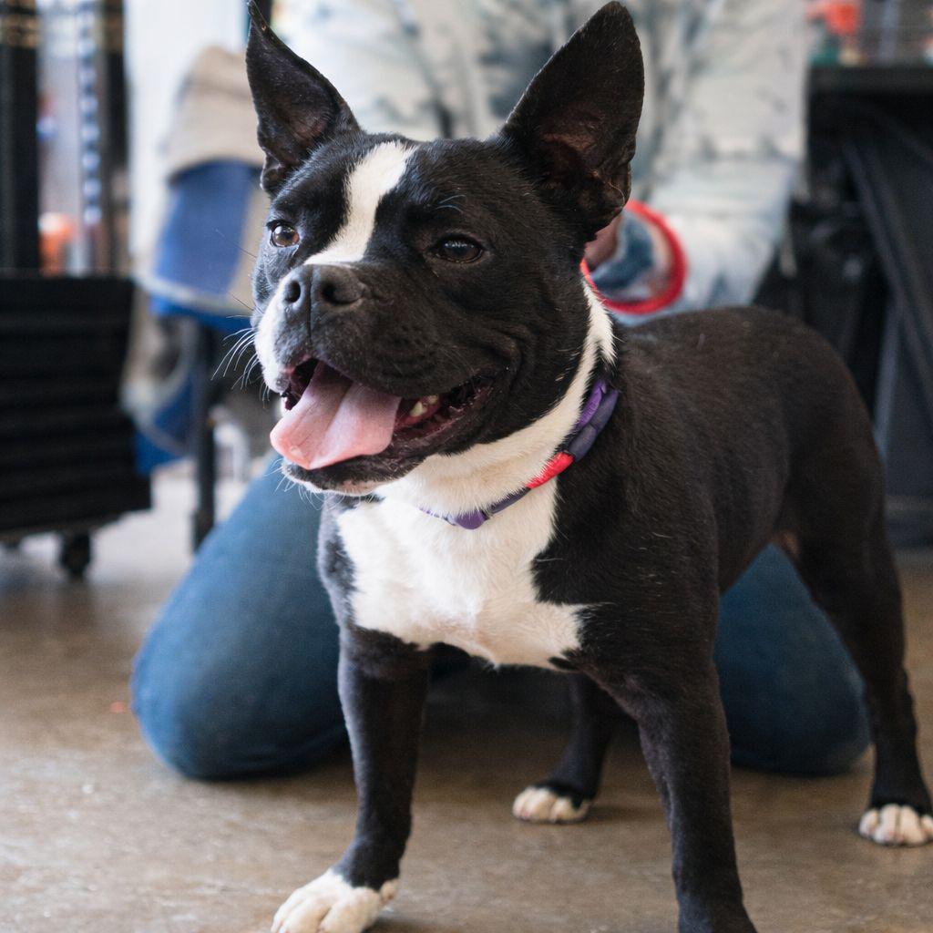 Enlarge BUDDY, a Adoptable Mixed Breed in Plain City, OH image 2/6
