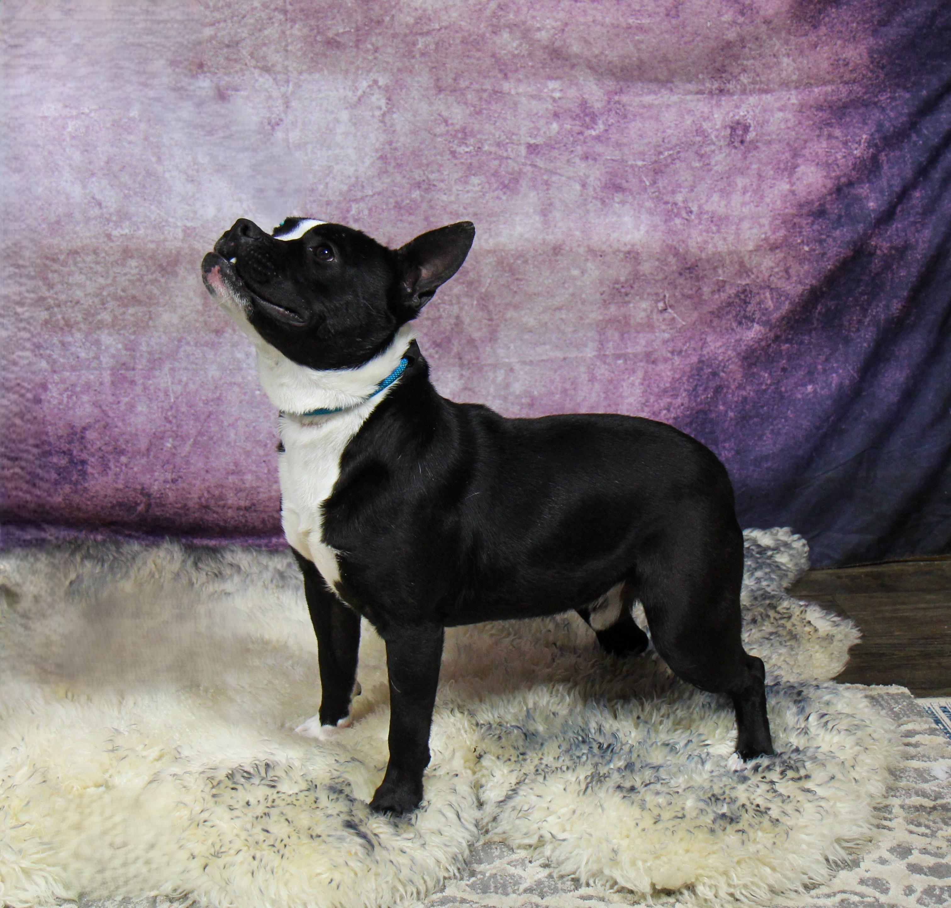 BUDDY, a Adoptable Mixed Breed in Plain City, OH image 1/6