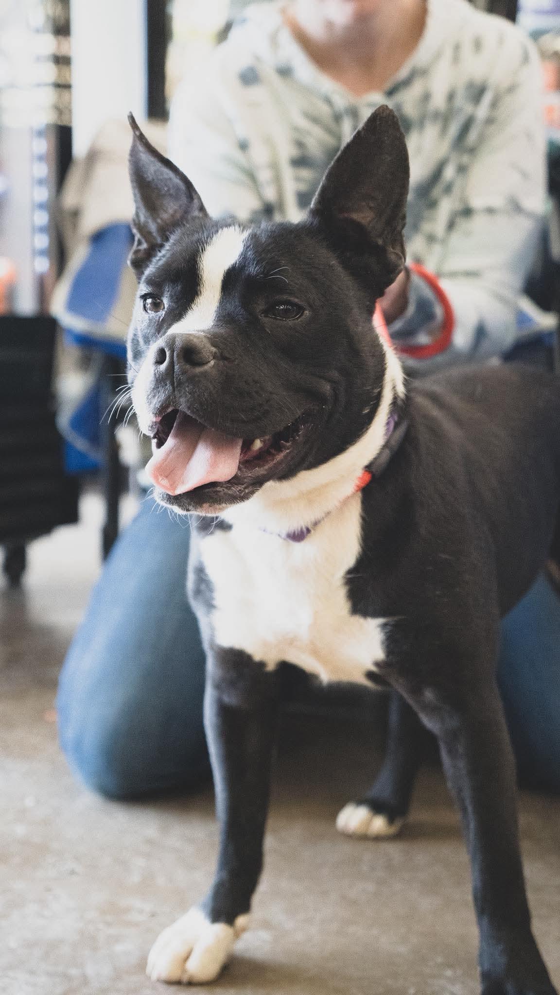 Enlarge BUDDY, a Adoptable Mixed Breed in Plain City, OH image 3/6