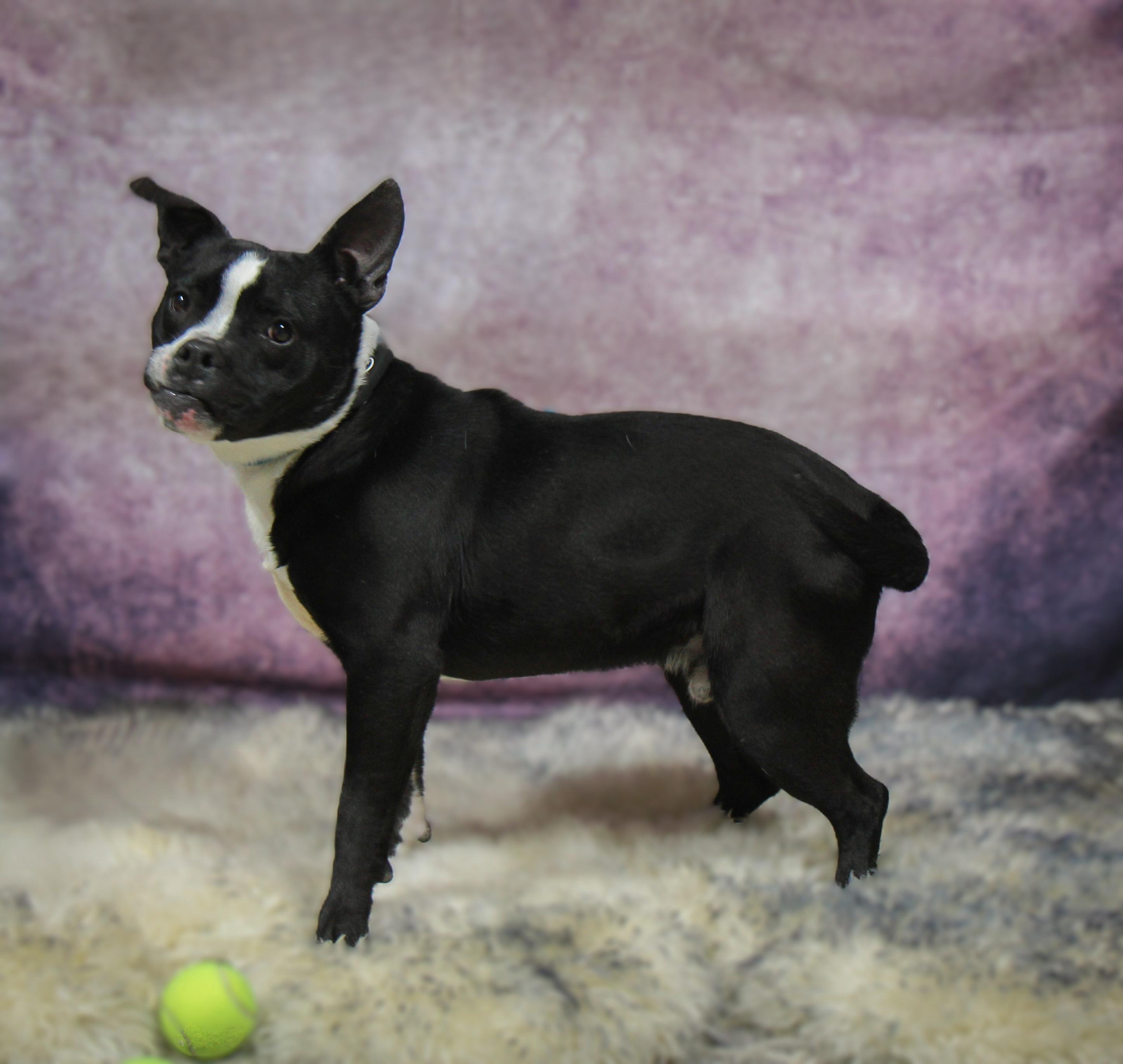 BUDDY, a Adoptable Mixed Breed in Plain City, OH image 3/6