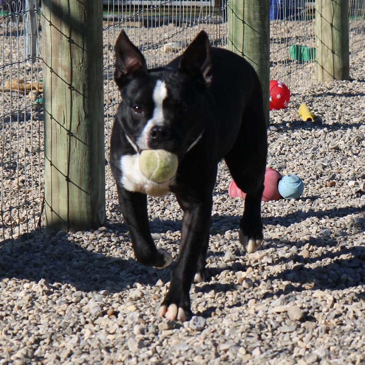 BUDDY, a Adoptable Mixed Breed in Plain City, OH image 4/6