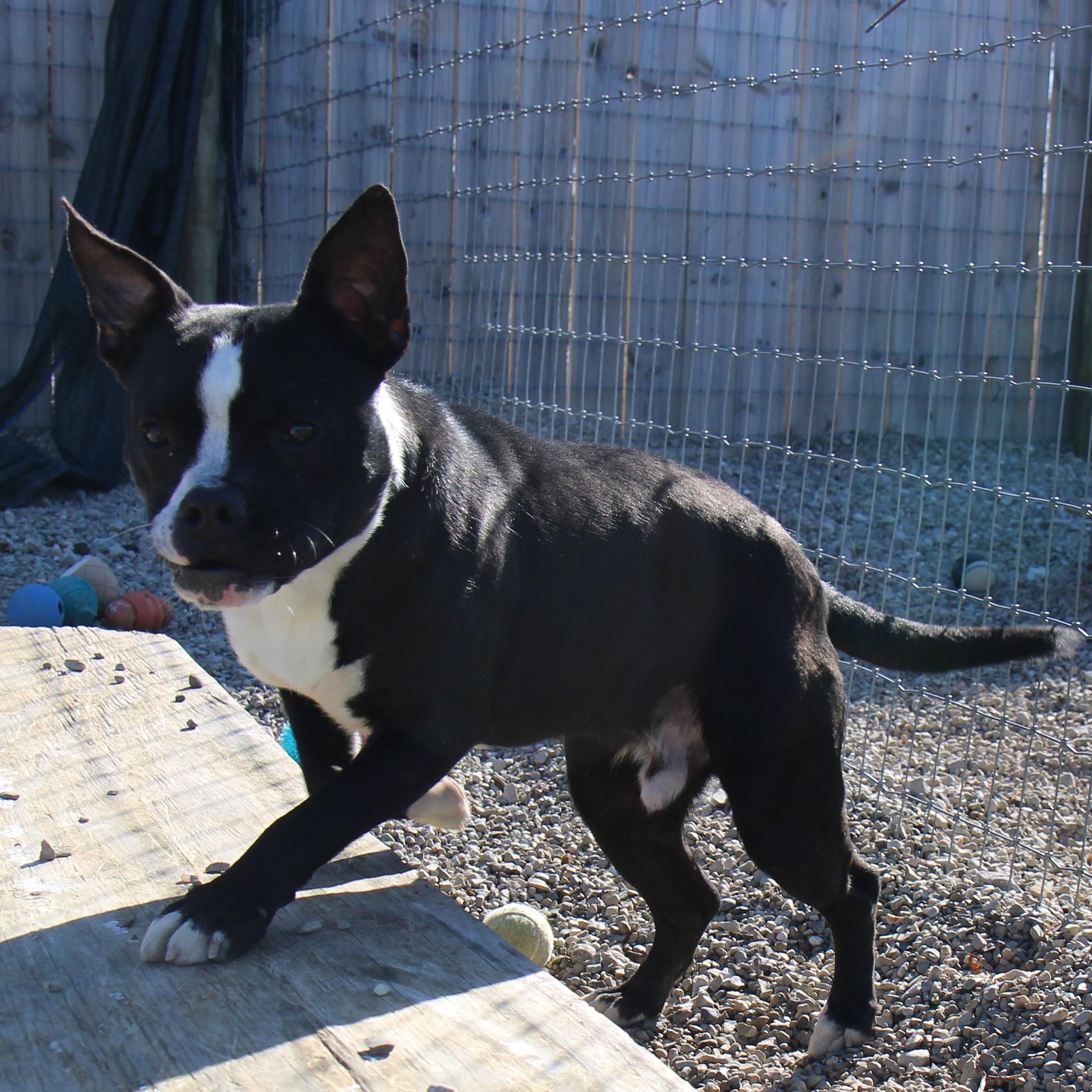 BUDDY, a Adoptable Mixed Breed in Plain City, OH image 5/6