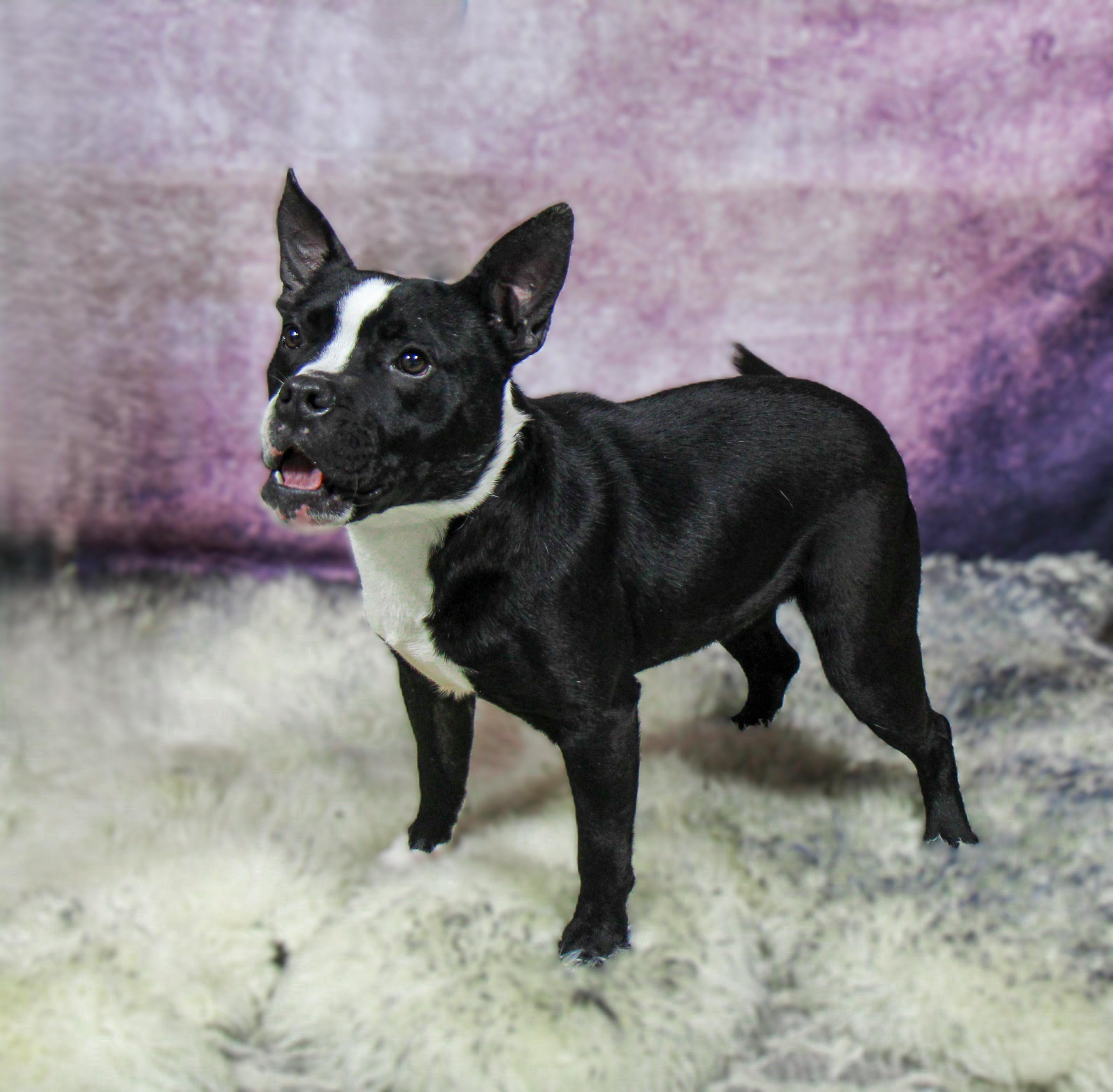 BUDDY, a Adoptable Mixed Breed in Plain City, OH image 6/6