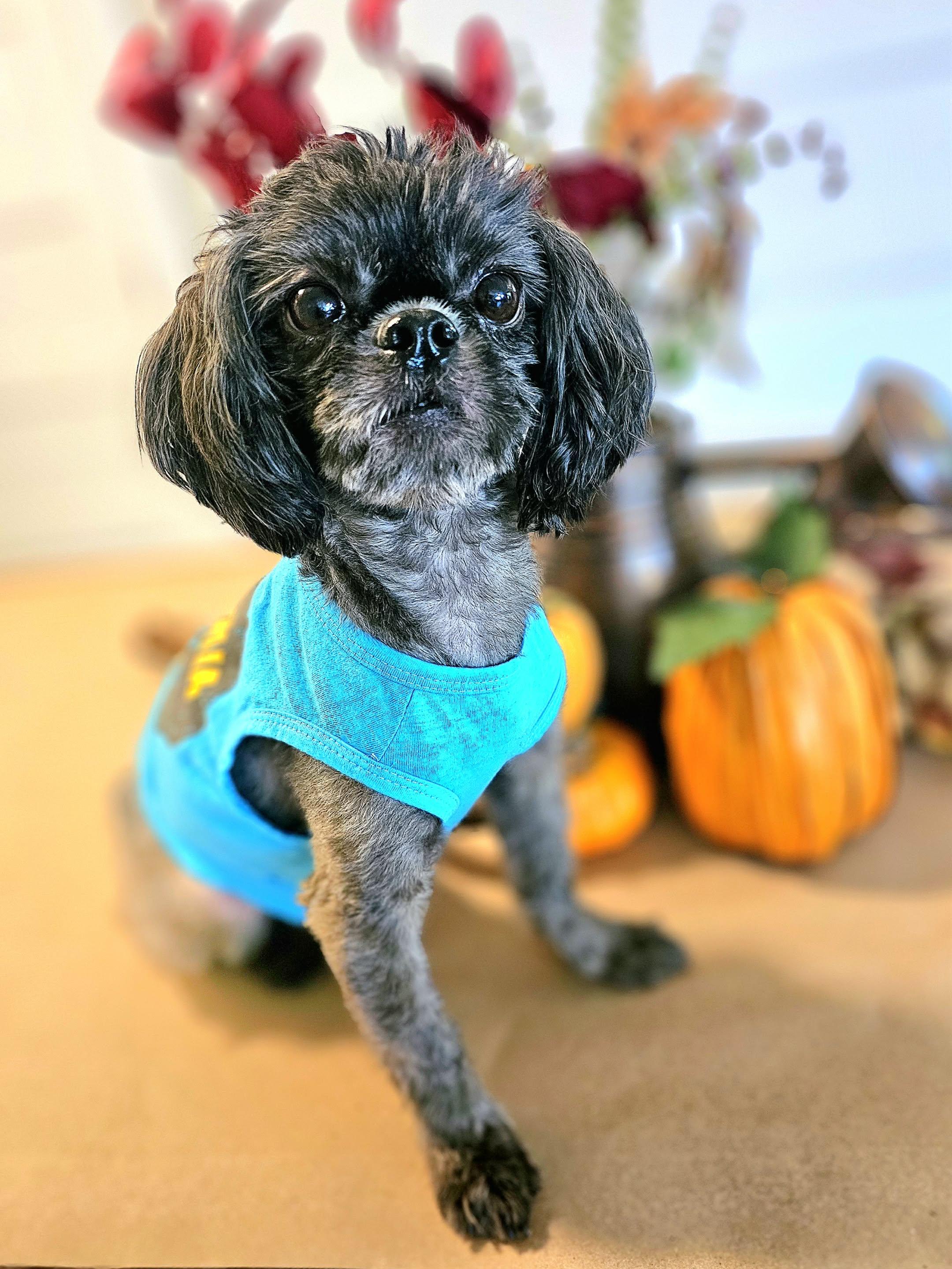 Doug, adoptable, Adult Male Shih Tzu & Poodle (Toy).