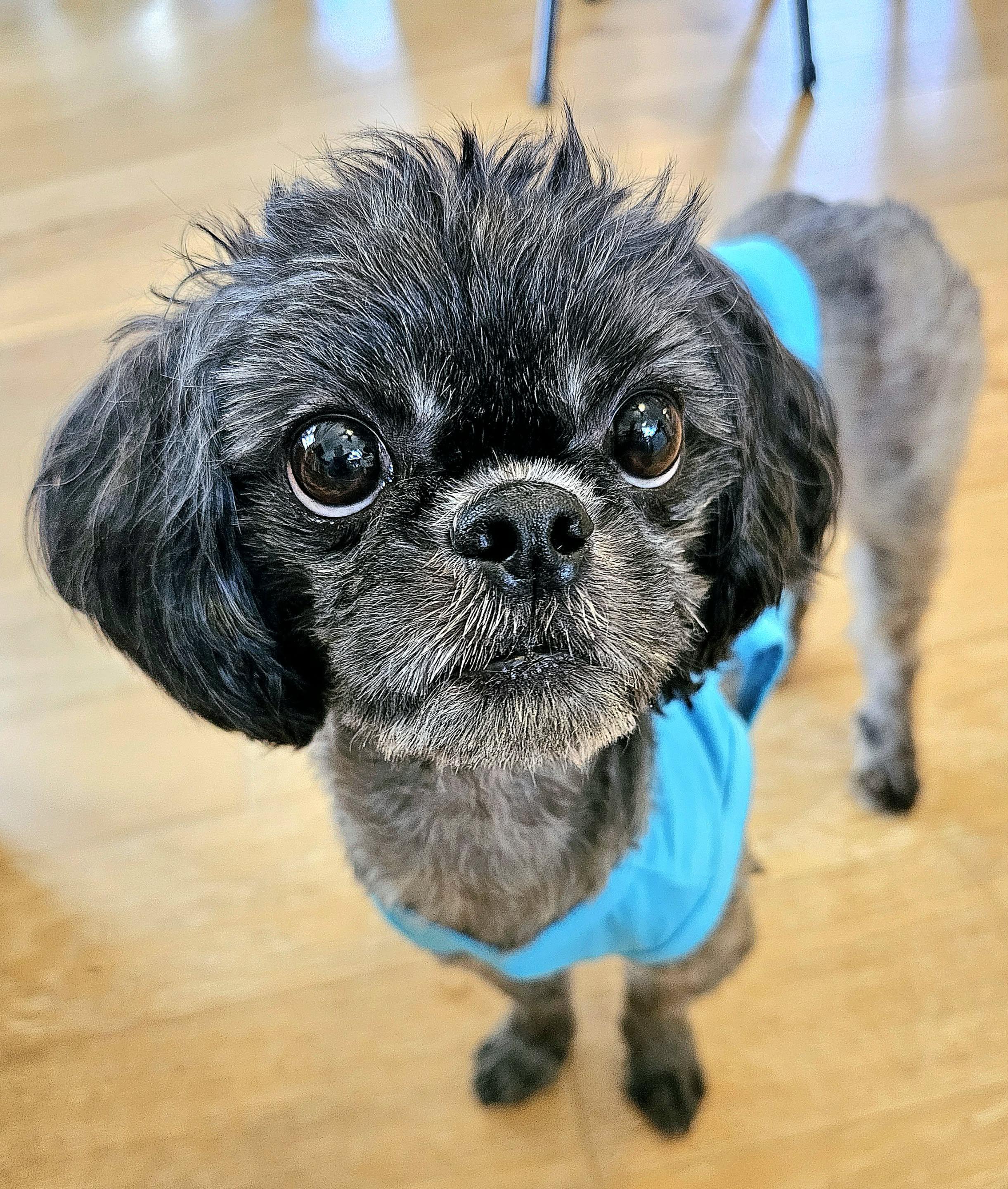 Enlarge Doug, an adoptable mixed breed in McDonough, GA image 2/3