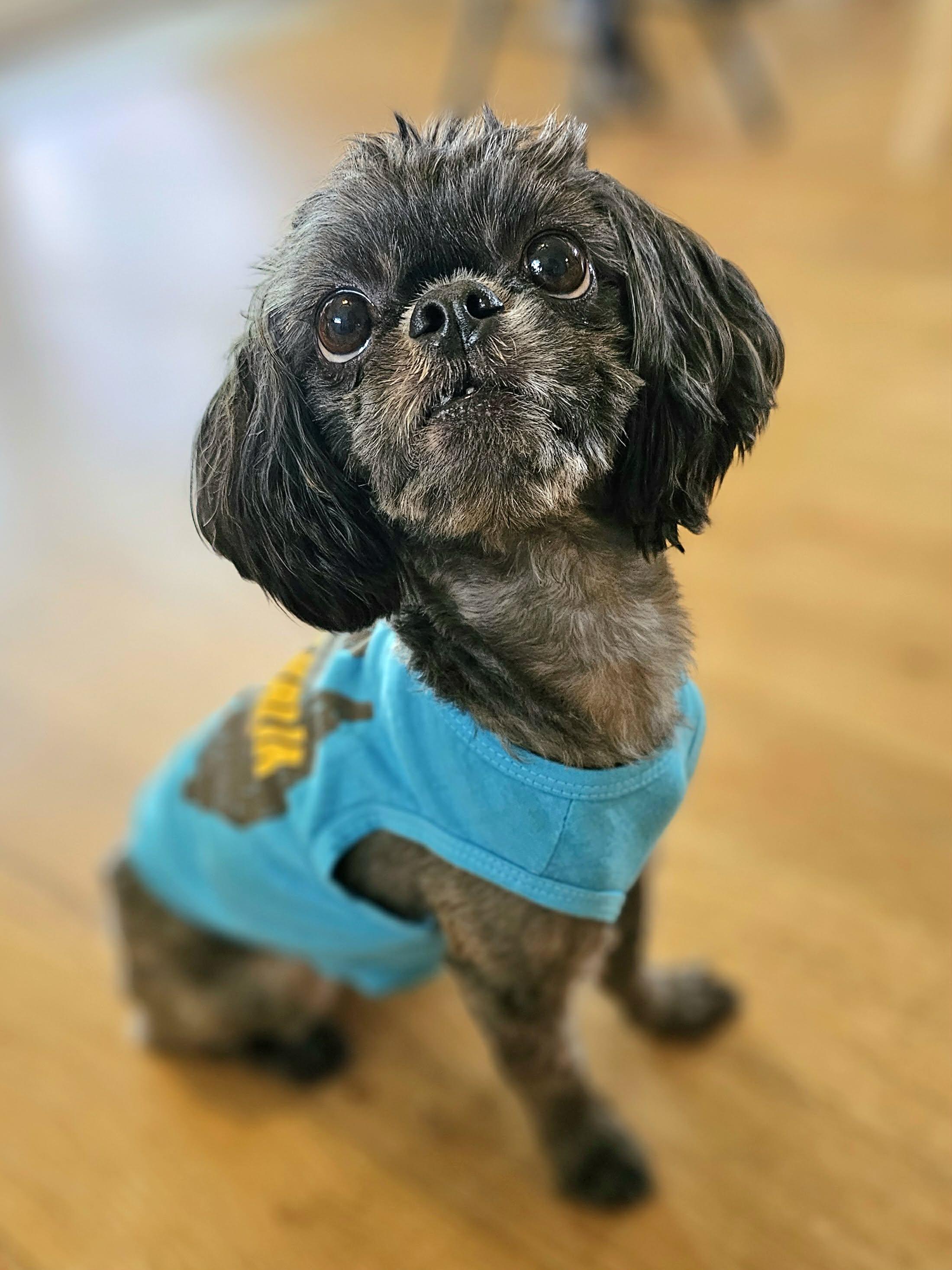 Enlarge Doug, an adoptable mixed breed in McDonough, GA image 3/3