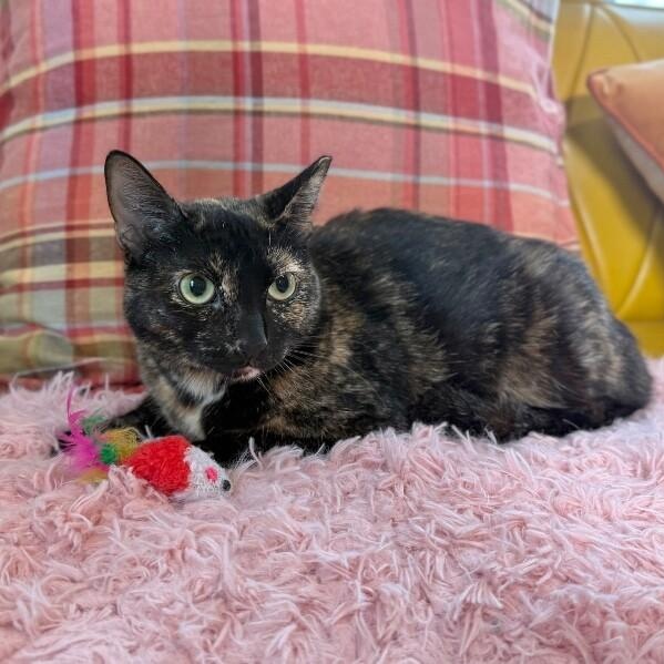 Marble Cake — thumbnail 2