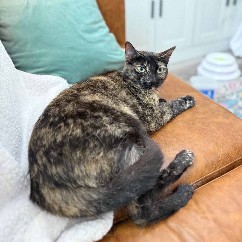 Marble Cake — thumbnail 3