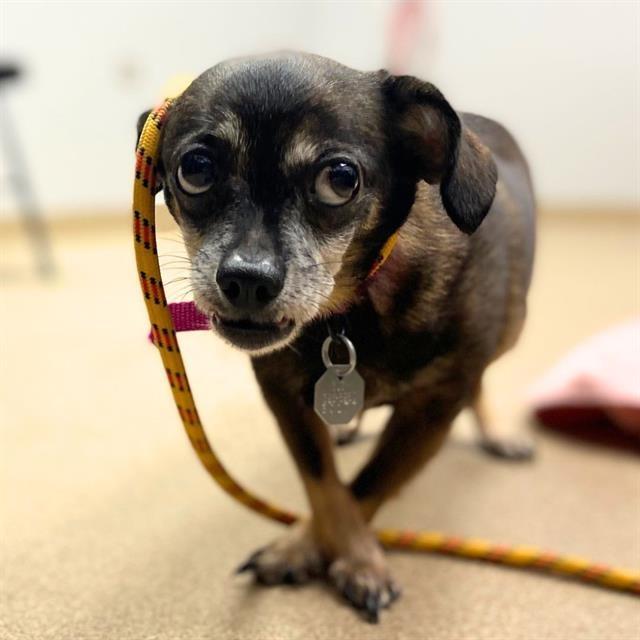 Cove, Adoptable, Senior Female Mixed Breed.