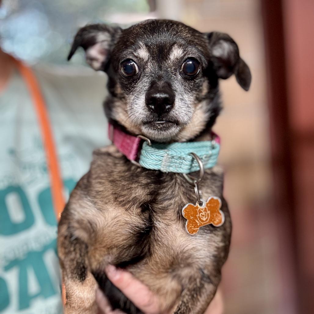 Enlarge Cove, a Adoptable Mixed Breed in Glenwood Springs, CO image 2/3