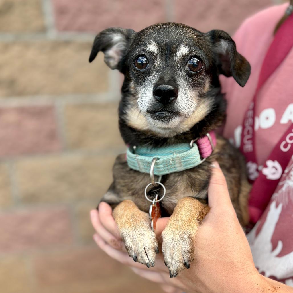 Cove, Adoptable, Senior Female Mixed Breed.