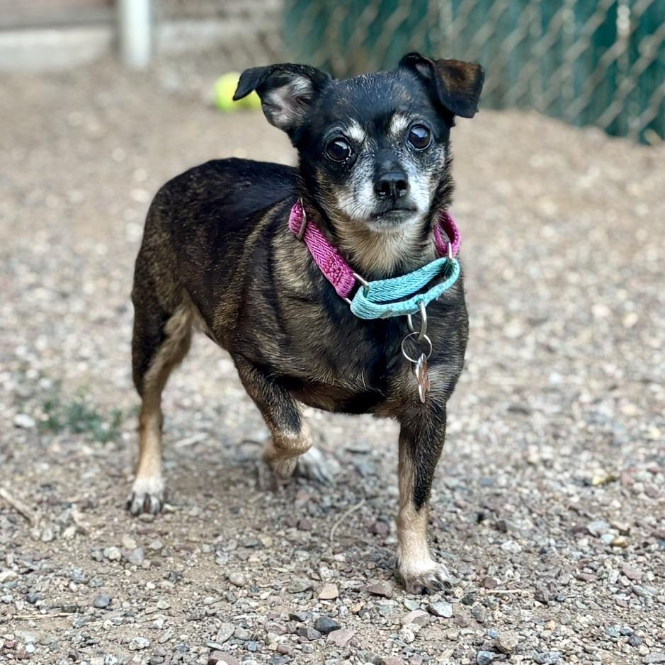 Enlarge Cove, a Adoptable Mixed Breed in Glenwood Springs, CO image 3/3