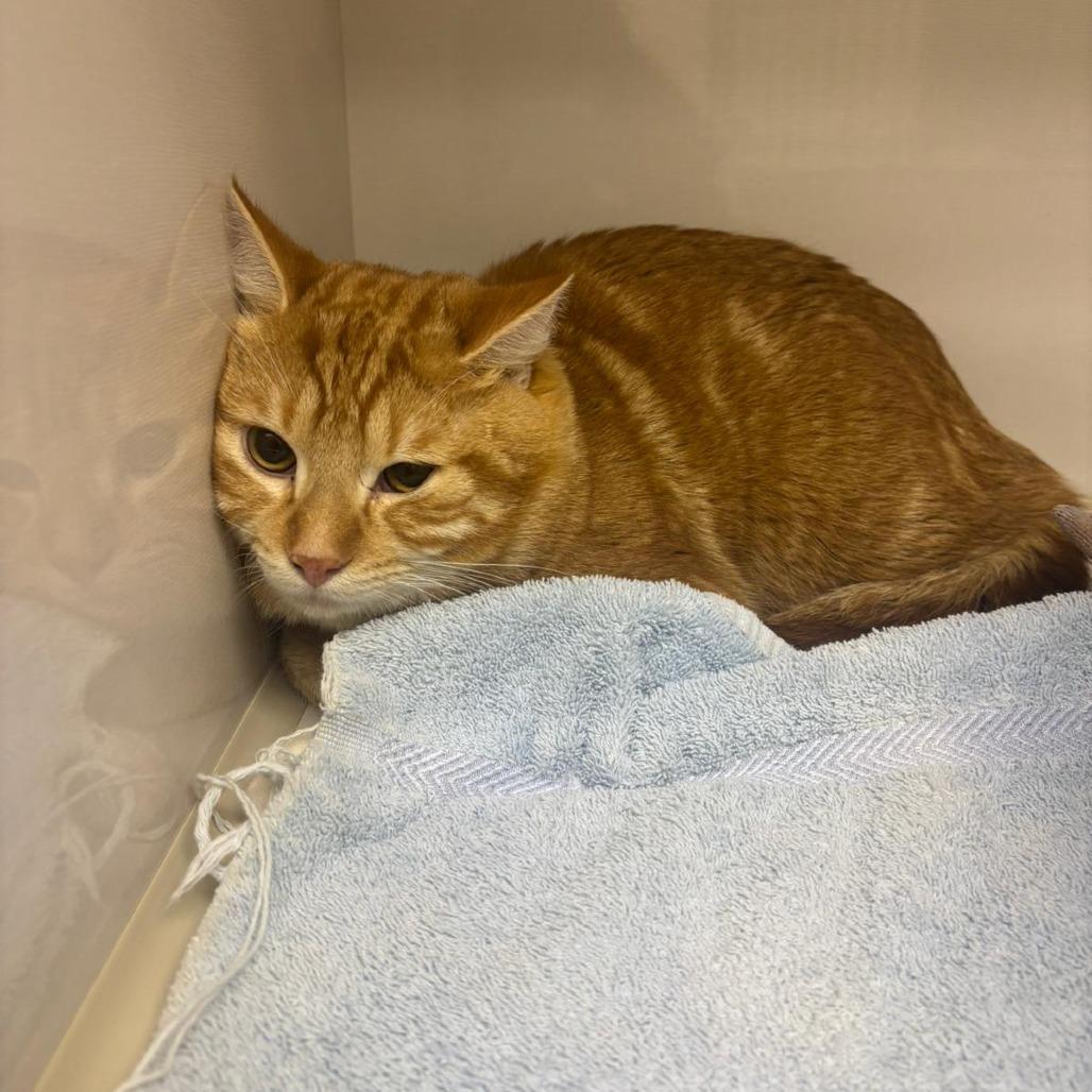 Mango, Adoptable, Young Male Domestic Short Hair & Domestic Short Hair.