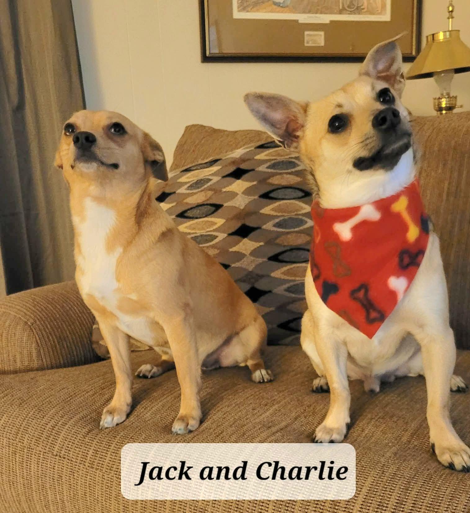 Jack and Charlie, ADOPTABLE, Young Male Chihuahua.