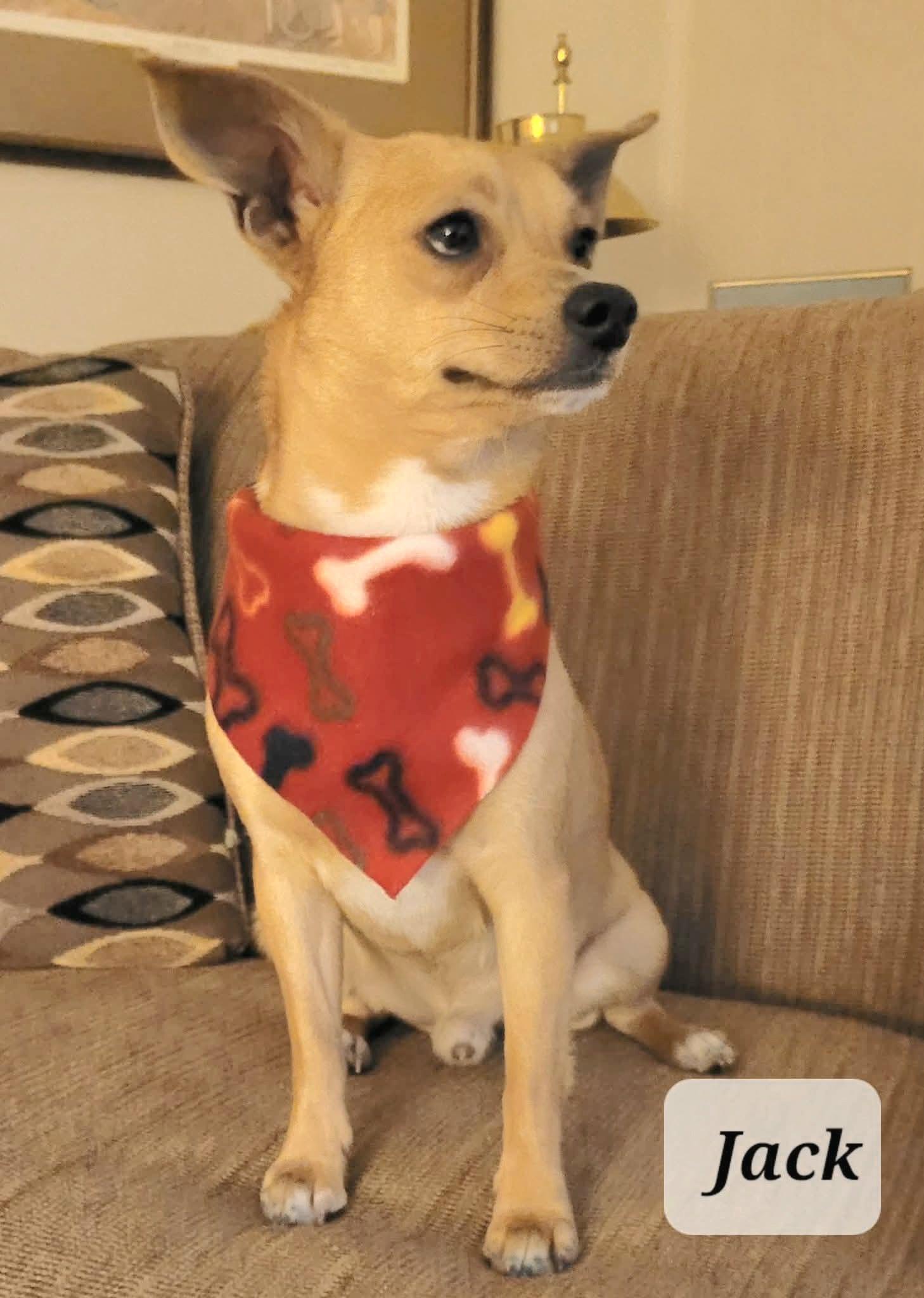 Jack and Charlie, a ADOPTABLE Chihuahua in Pelzer, SC image 3/3
