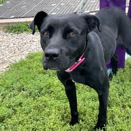 Magpie, Adoptable, Adult Female Mixed Breed.